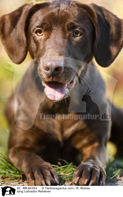 liegender Labrador Retriever / lying Labrador Retriever / RR-94353