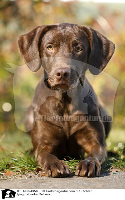 liegender Labrador Retriever / lying Labrador Retriever / RR-94356