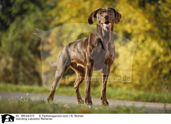 stehender Labrador Retriever / standing Labrador Retriever / RR-94372