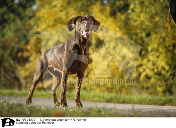 stehender Labrador Retriever / standing Labrador Retriever / RR-94373