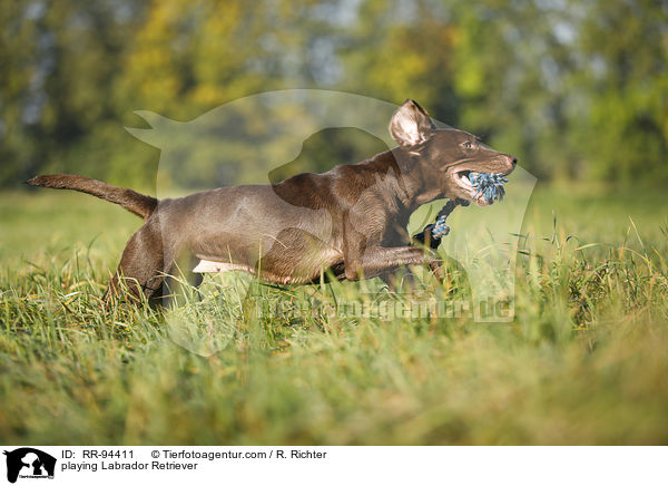 spielender Labrador Retriever / playing Labrador Retriever / RR-94411