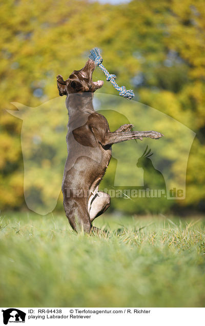 spielender Labrador Retriever / playing Labrador Retriever / RR-94438