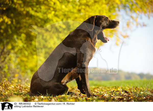 sitzender Labrador Retriever / sitting Labrador Retriever / RR-96502