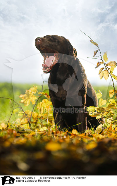 sitzender Labrador Retriever / sitting Labrador Retriever / RR-96531