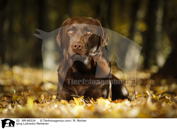 liegender Labrador Retriever / lying Labrador Retriever / RR-96534