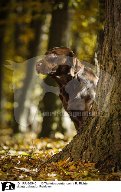 sitzender Labrador Retriever / sitting Labrador Retriever / RR-96545