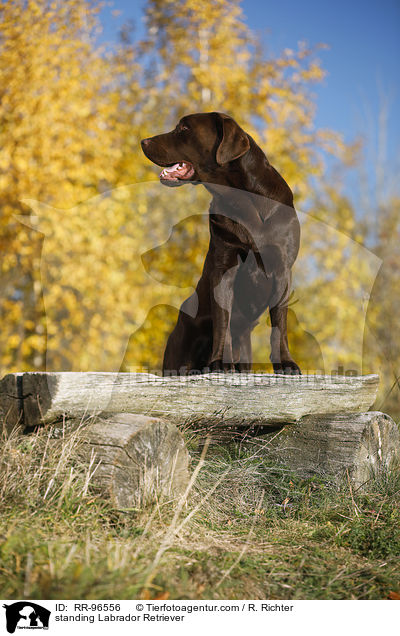 stehender Labrador Retriever / standing Labrador Retriever / RR-96556