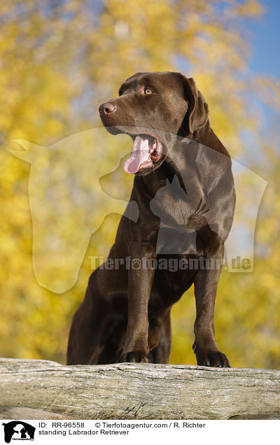 stehender Labrador Retriever / standing Labrador Retriever / RR-96558