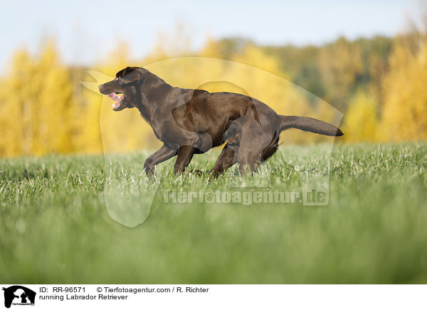 rennender Labrador Retriever / running Labrador Retriever / RR-96571