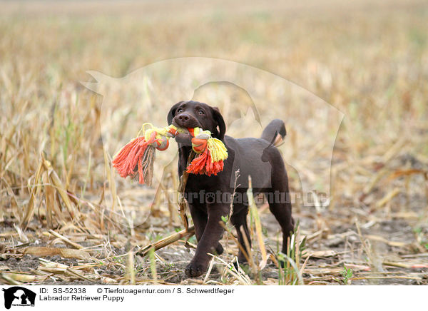 Labrador Retriever Welpe / Labrador Retriever Puppy / SS-52338