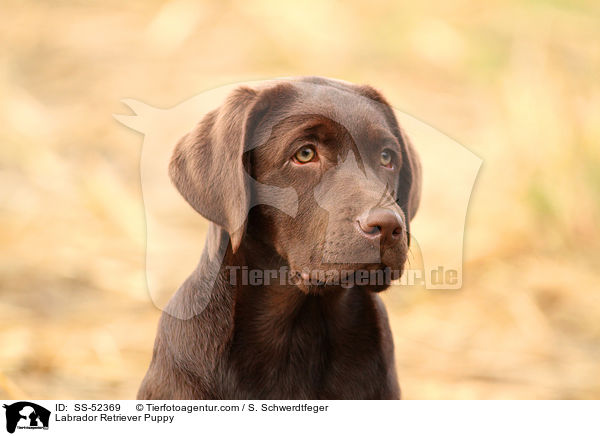 Labrador Retriever Welpe / Labrador Retriever Puppy / SS-52369