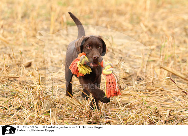 Labrador Retriever Welpe / Labrador Retriever Puppy / SS-52374