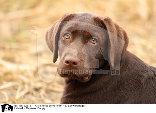 Labrador Retriever Welpe / Labrador Retriever Puppy / SS-52378