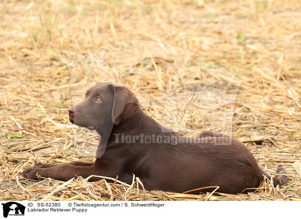 Labrador Retriever Welpe / Labrador Retriever Puppy / SS-52380