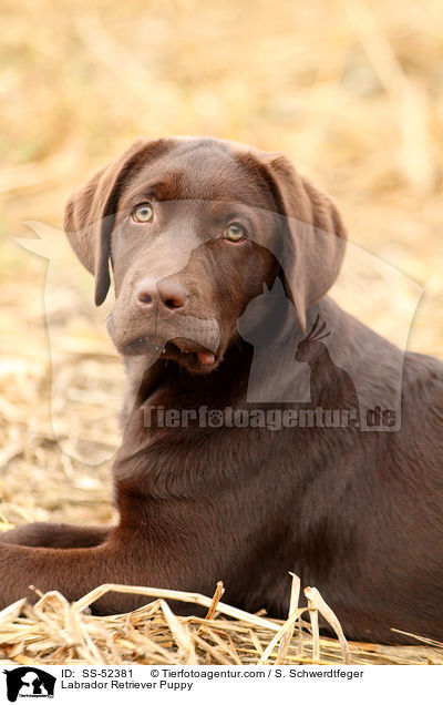 Labrador Retriever Welpe / Labrador Retriever Puppy / SS-52381