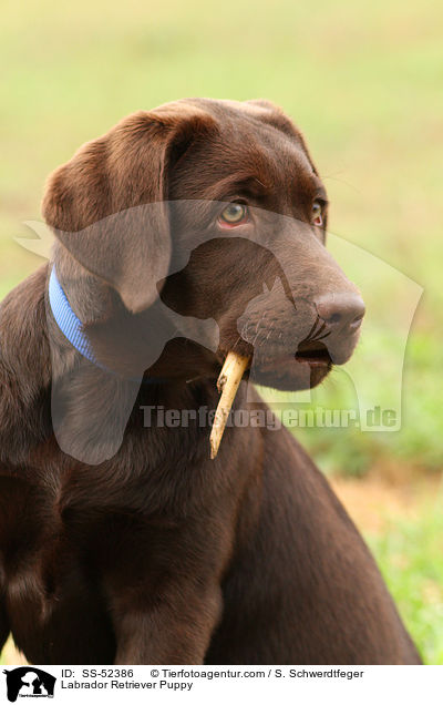 Labrador Retriever Welpe / Labrador Retriever Puppy / SS-52386