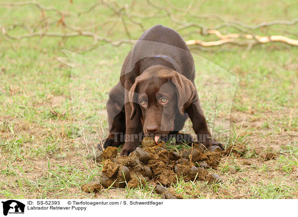 Labrador Retriever Welpe / Labrador Retriever Puppy / SS-52393