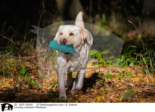 rennender Labrador Retriever / running Labrador Retriever / SST-19245