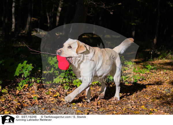 rennender Labrador Retriever / running Labrador Retriever / SST-19246