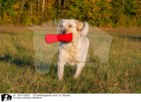 rennender Labrador Retriever / running Labrador Retriever / SST-19253