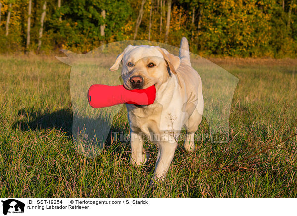 rennender Labrador Retriever / running Labrador Retriever / SST-19254