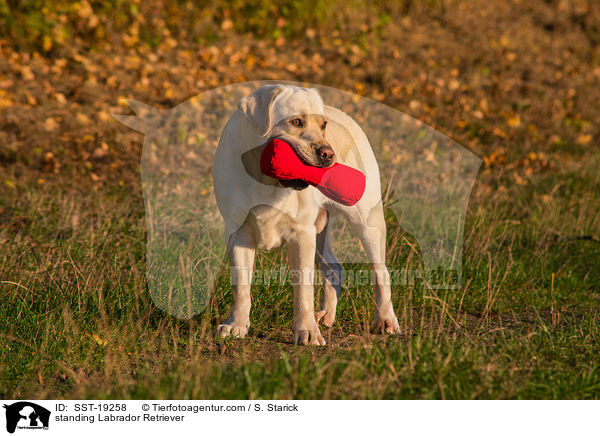 stehender Labrador Retriever / standing Labrador Retriever / SST-19258