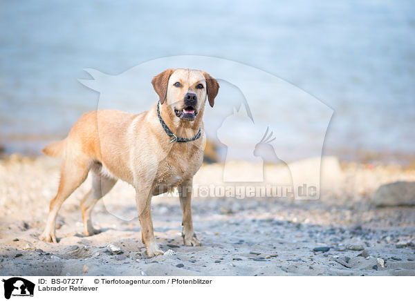 Labrador Retriever / Labrador Retriever / BS-07277