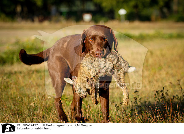 Labrador on rabbit hunt / MW-02437