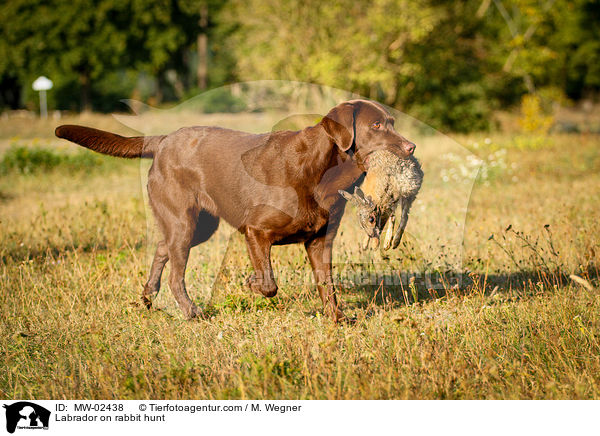 Labrador on rabbit hunt / MW-02438