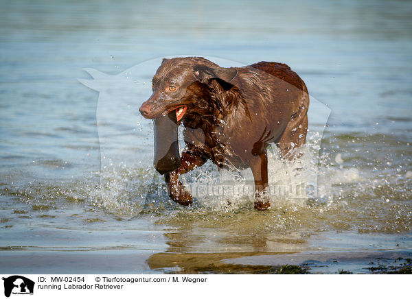 rennender Labrador Retriever / running Labrador Retriever / MW-02454