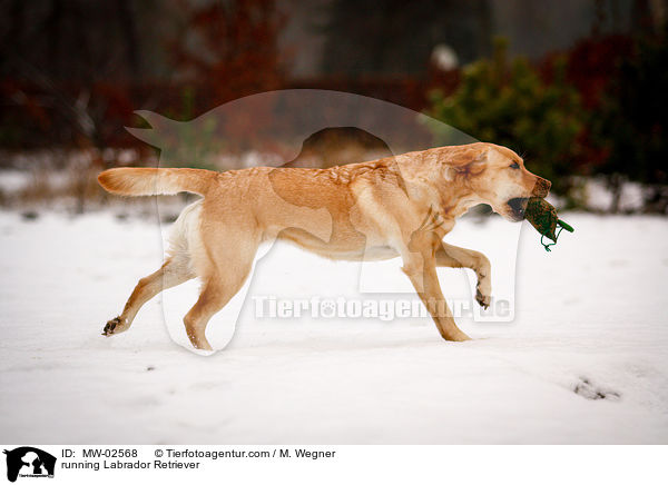 rennender Labrador Retriever / running Labrador Retriever / MW-02568