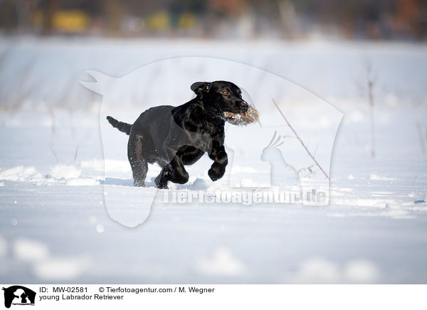 junger Labrador Retriever / young Labrador Retriever / MW-02581
