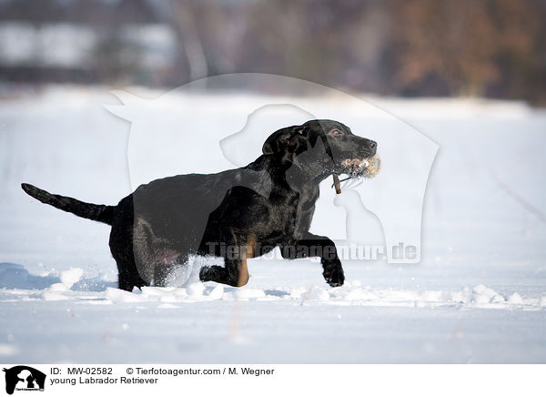 junger Labrador Retriever / young Labrador Retriever / MW-02582