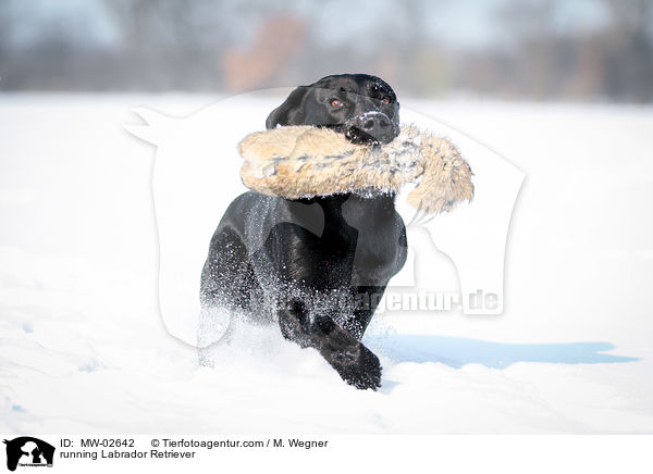 rennender Labrador Retriever / running Labrador Retriever / MW-02642
