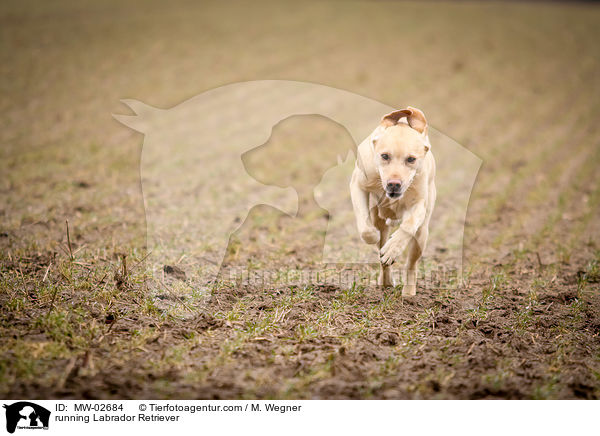rennender Labrador Retriever / running Labrador Retriever / MW-02684