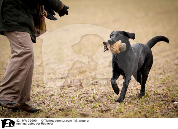 rennender Labrador Retriever / running Labrador Retriever / MW-02690