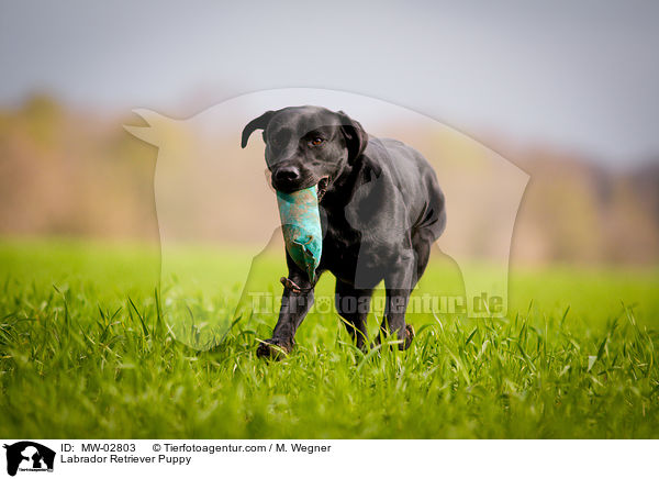 Labrador Retriever Welpe / Labrador Retriever Puppy / MW-02803