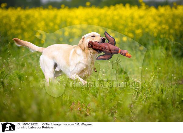 rennender Labrador Retriever / running Labrador Retriever / MW-02822
