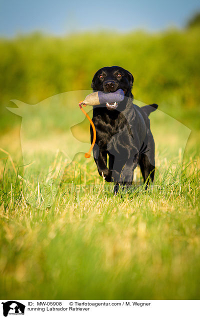 rennender Labrador Retriever / running Labrador Retriever / MW-05908