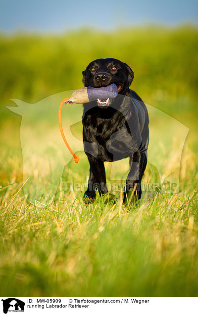 rennender Labrador Retriever / running Labrador Retriever / MW-05909