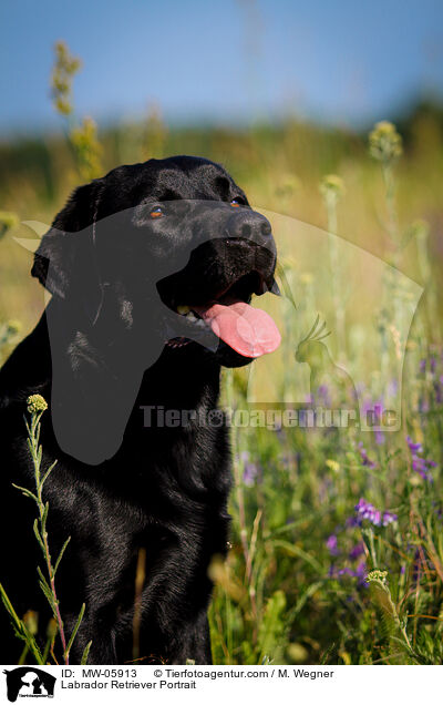 Labrador Retriever Portrait / Labrador Retriever Portrait / MW-05913