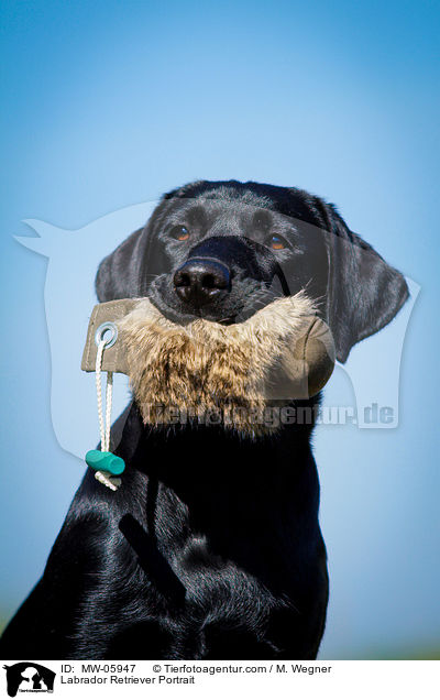 Labrador Retriever Portrait / Labrador Retriever Portrait / MW-05947