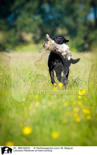Labrador Retriever auf Hasenjagd / Labrador Retriever at hare hunting / MW-06003