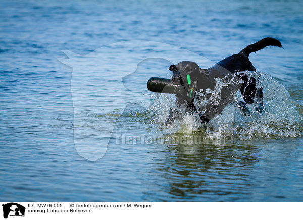 rennender Labrador Retriever / running Labrador Retriever / MW-06005