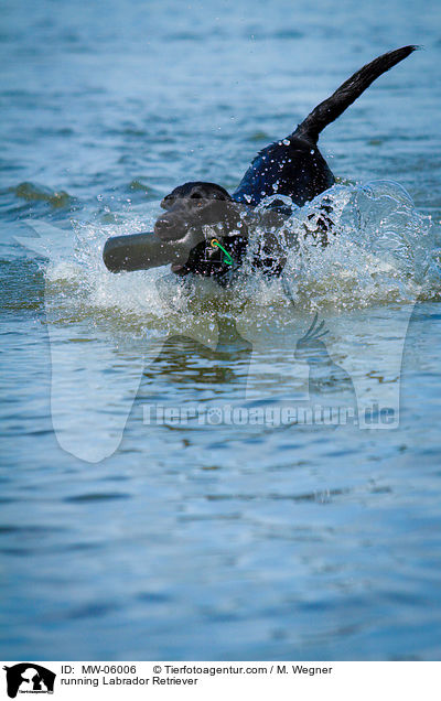 rennender Labrador Retriever / running Labrador Retriever / MW-06006