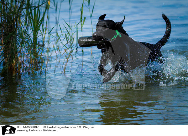 rennender Labrador Retriever / running Labrador Retriever / MW-06007