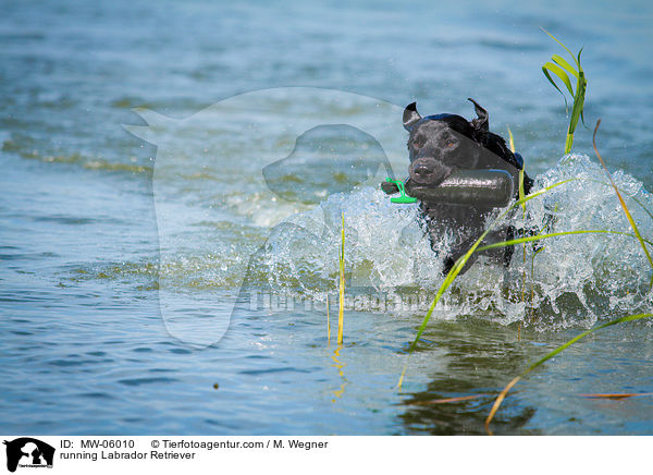 rennender Labrador Retriever / running Labrador Retriever / MW-06010