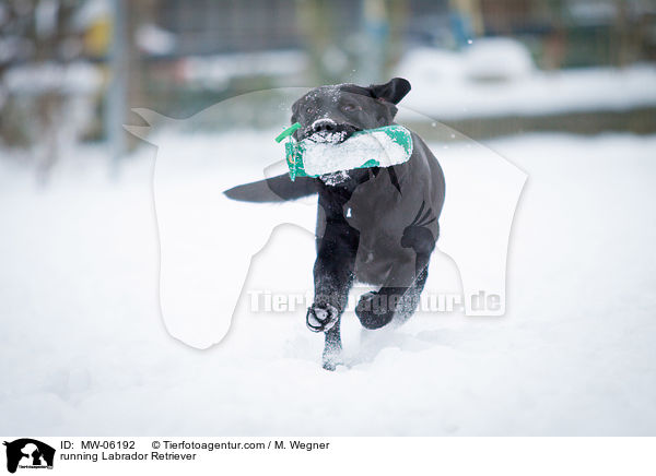 rennender Labrador Retriever / running Labrador Retriever / MW-06192