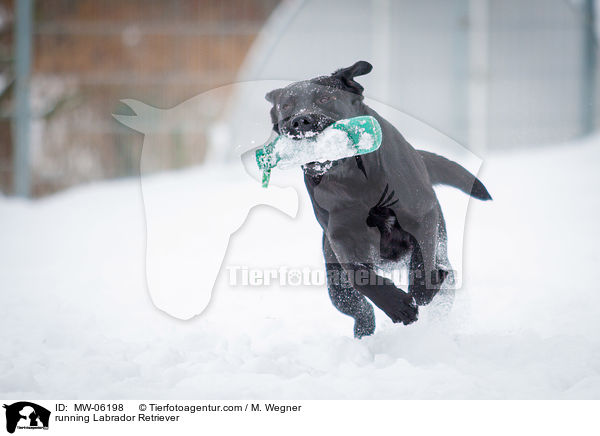 rennender Labrador Retriever / running Labrador Retriever / MW-06198