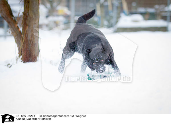 rennender Labrador Retriever / running Labrador Retriever / MW-06201
